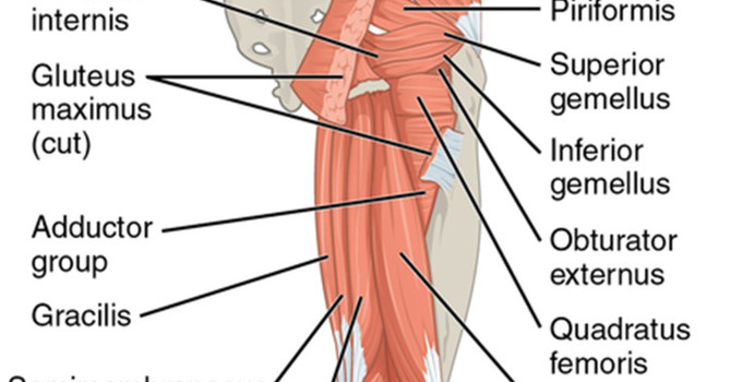 Dead Butt Syndrome  image